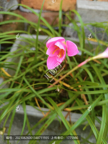 風(fēng)雨蘭