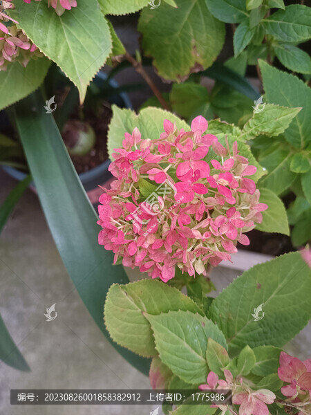 繡球花無盡夏