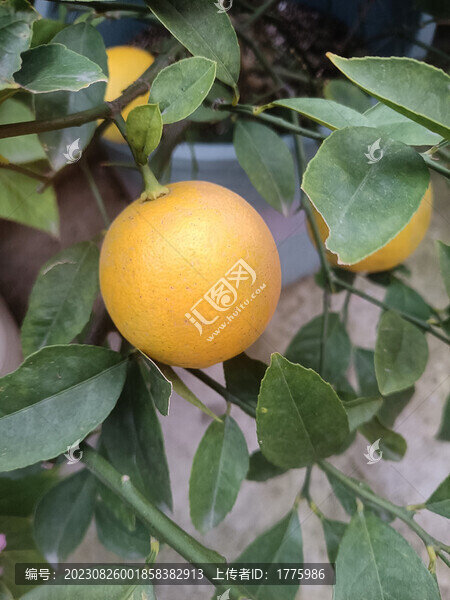 檸檬果實(shí)