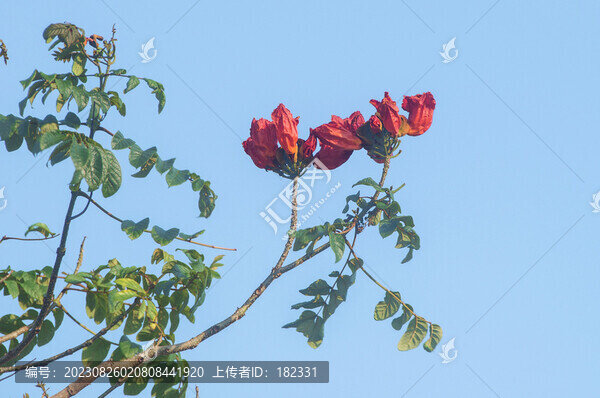 火焰樹(shù)花枝