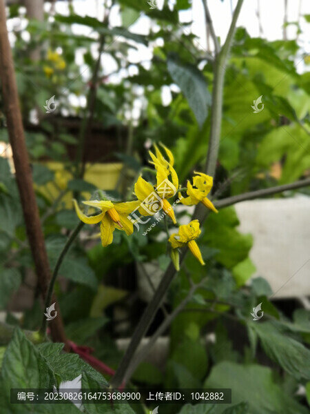 番茄花