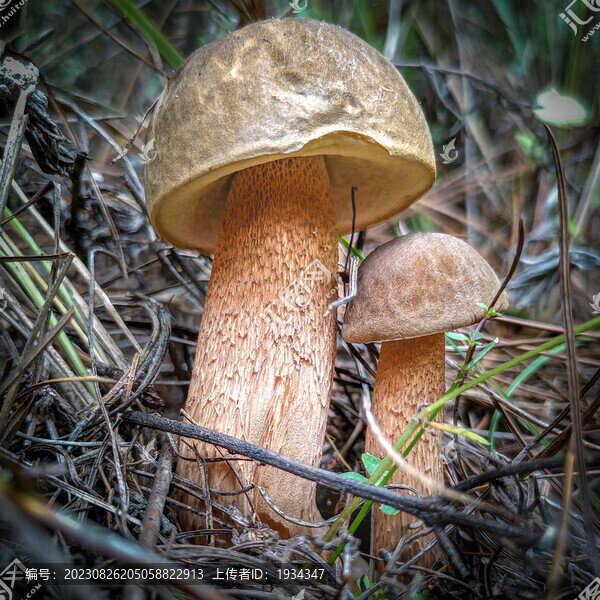 云南野生菌