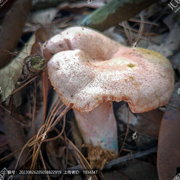 云南野生菌