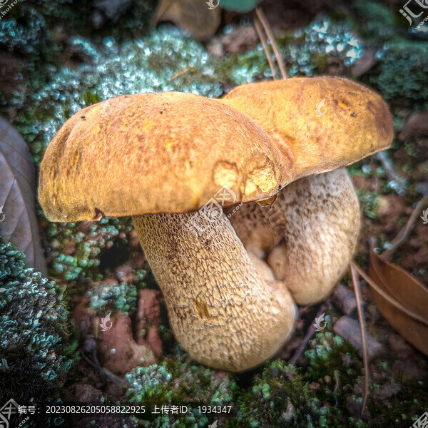 云南野生菌