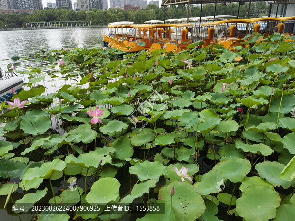 荷花
