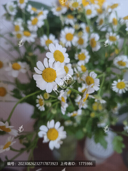 小雛菊