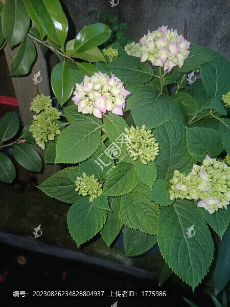 繡球花無(wú)盡夏