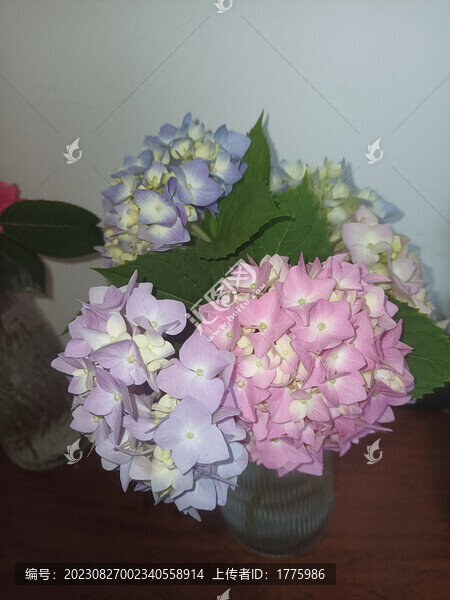 繡球花無盡夏