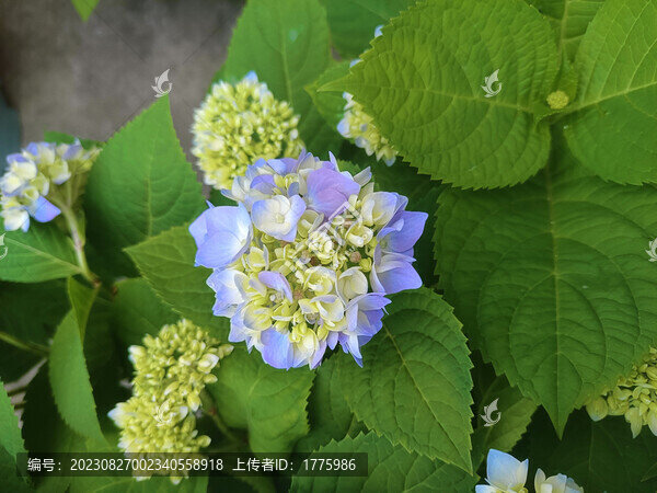 繡球花無盡夏