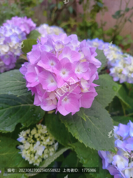 繡球花無(wú)盡夏