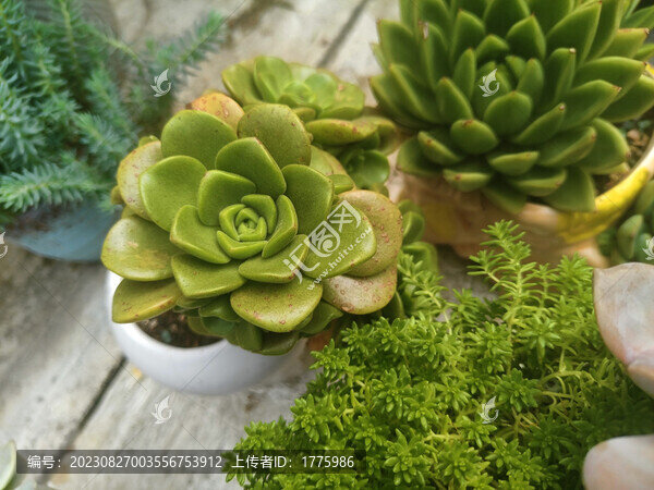 多肉百合莉莉