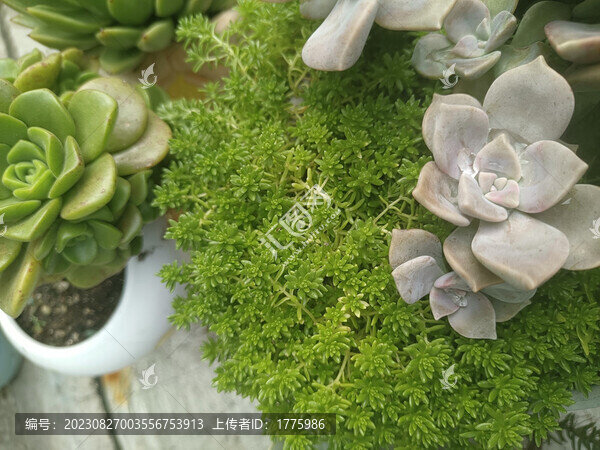 多肉黃金萬年草