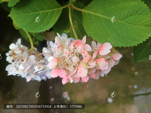繡球花