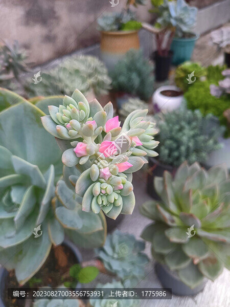 多肉白鳳花劍