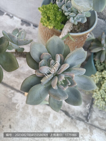 多肉