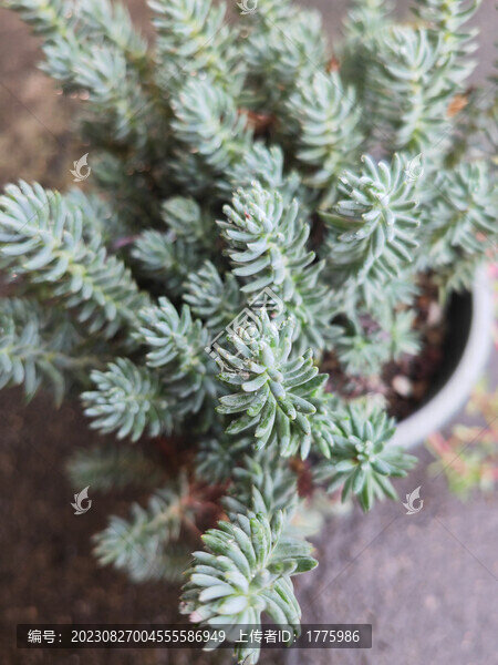多肉薄雪萬年草