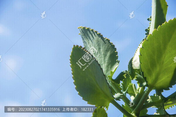 大葉落地生根葉子