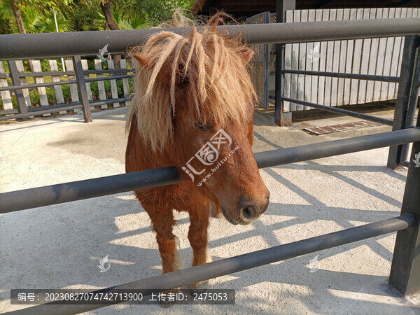 小馬