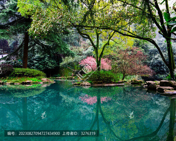 春天梅花樹林水面倒影風光