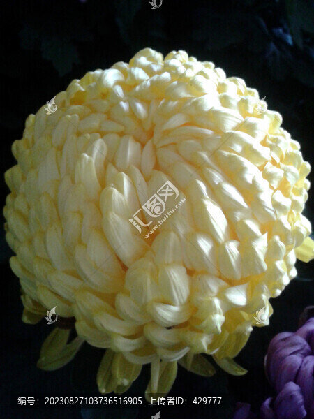 菊花攝影
