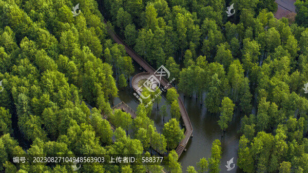 杭州臨安青山湖水上森林