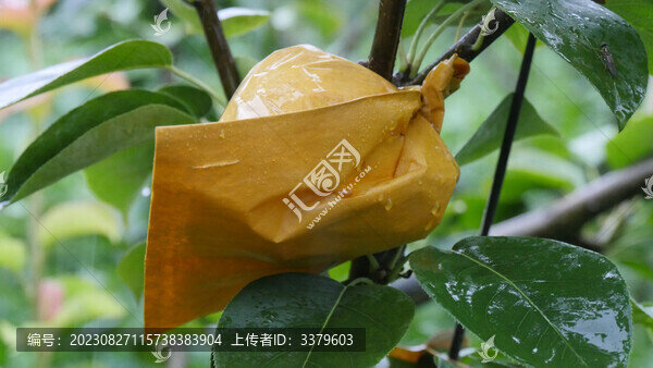 梨園套袋梨