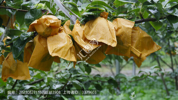 梨園套袋梨