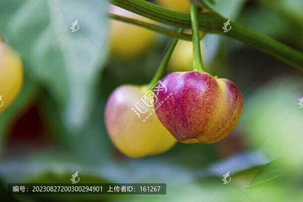 燈籠椒
