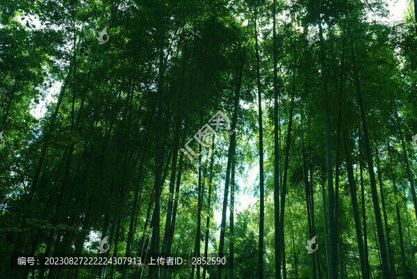 綠色竹林