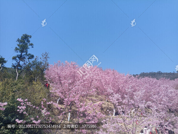 櫻花林
