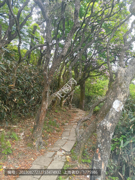 云頂杜鵑樹桿