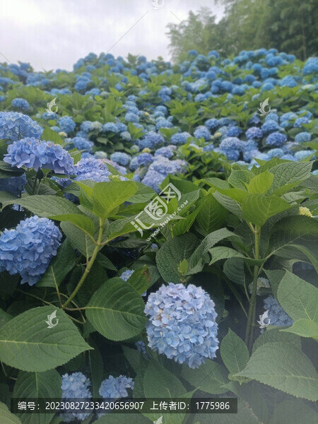 藍(lán)色繡球花海
