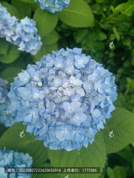 藍(lán)色繡球花海