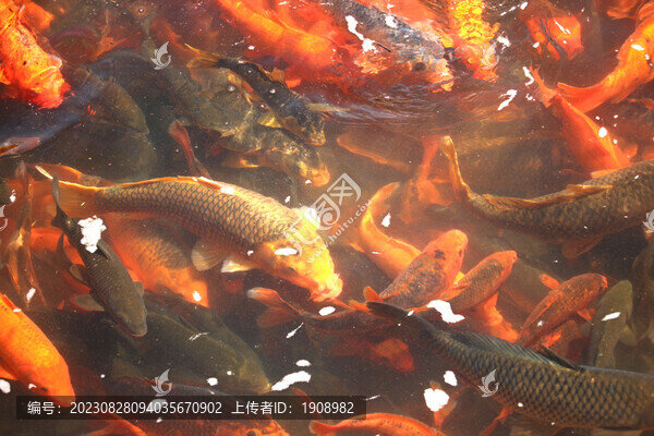 鯉魚