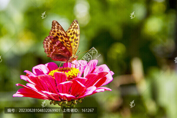 秋日蝶戀花