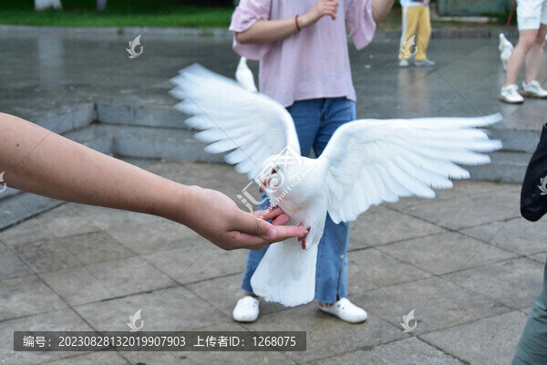 鴿子飛翔的鴿子家鴿野鴿信鴿
