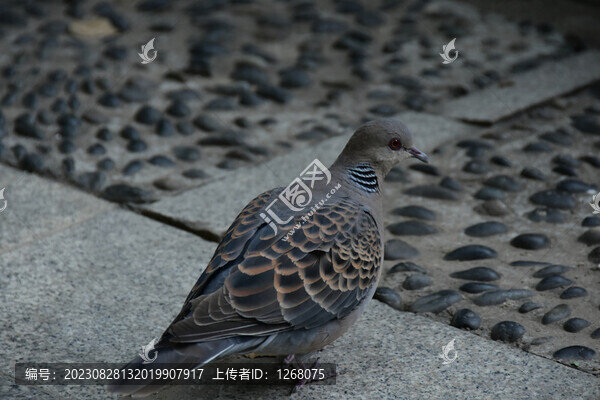 鴿子飛翔的鴿子家鴿野鴿信鴿