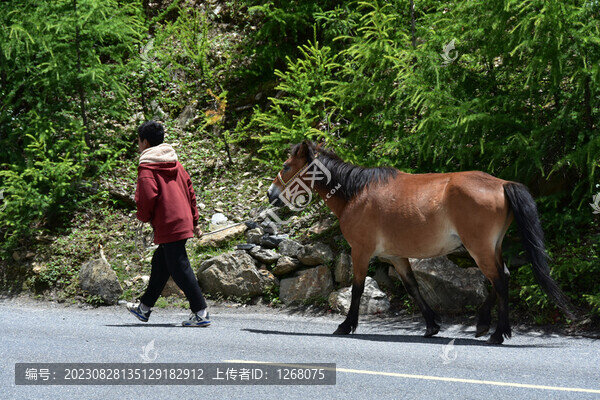 西藏青藏高原田園風光