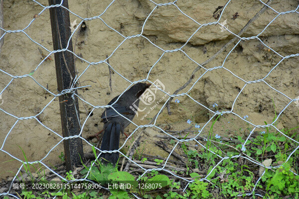 西藏青藏高原田園風(fēng)光