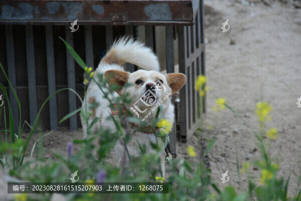 貓貓狗狗