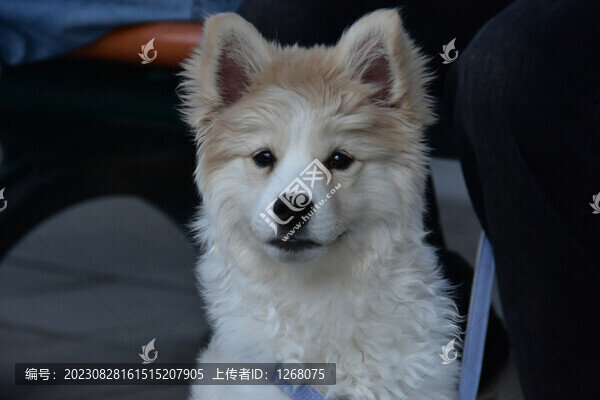 貓貓狗狗