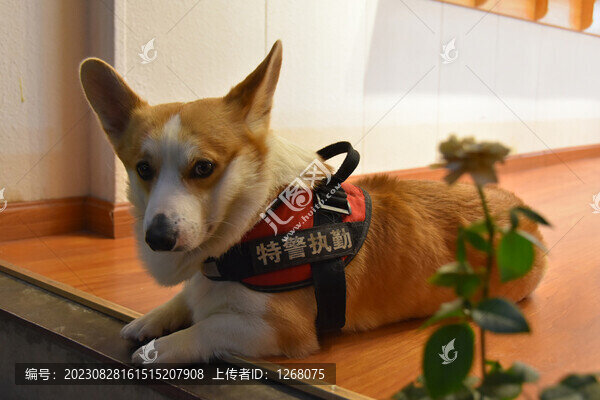 貓貓狗狗