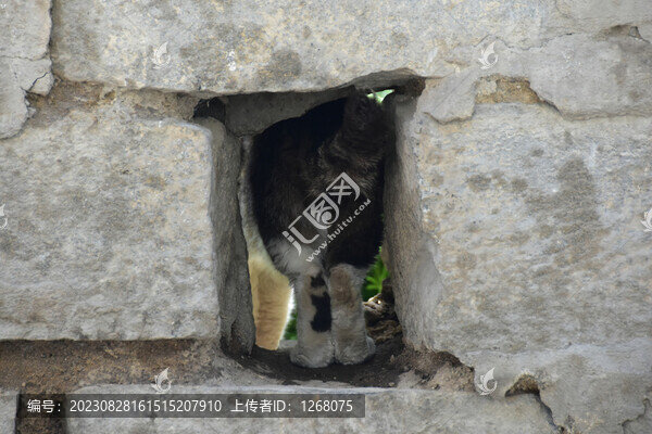 貓貓狗狗