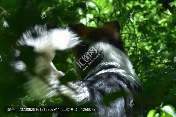 貓貓狗狗