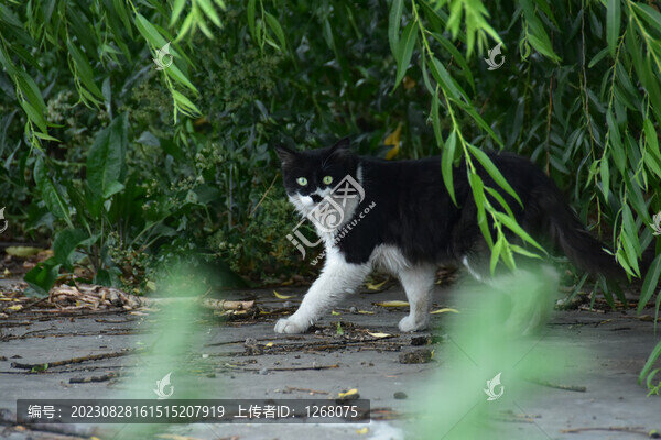 貓貓狗狗