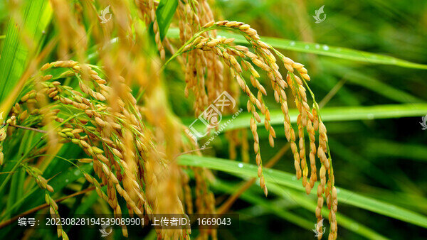 紫鵲界梯米稻谷