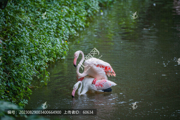 火烈鳥(niǎo)