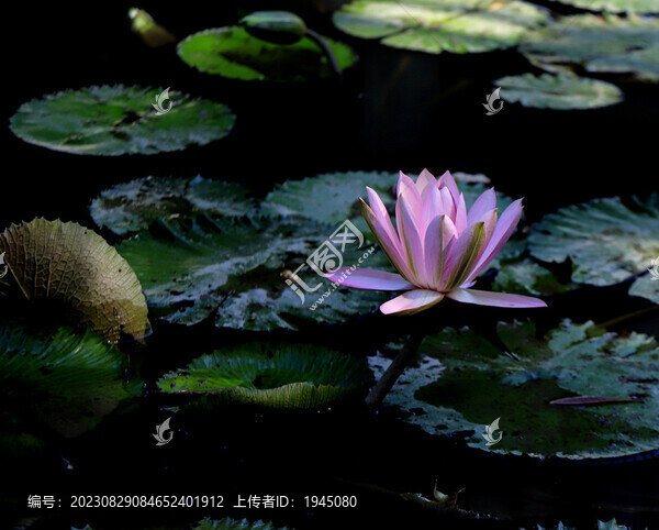 粉色睡蓮