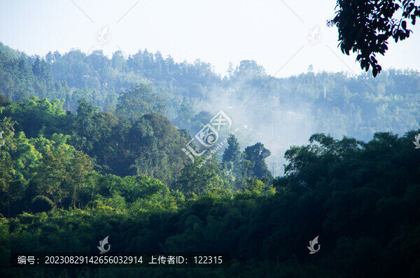 清新的植物風景