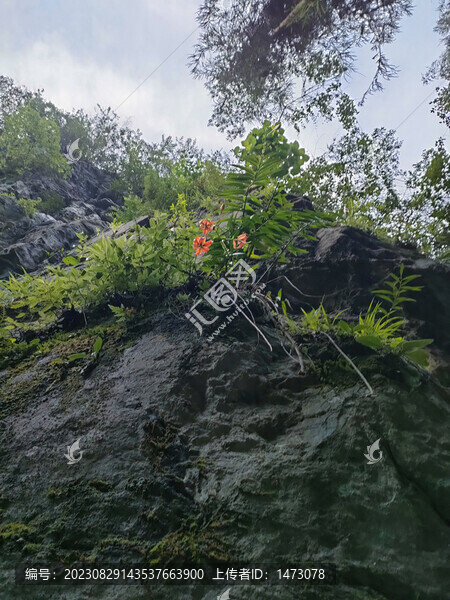 山丹丹